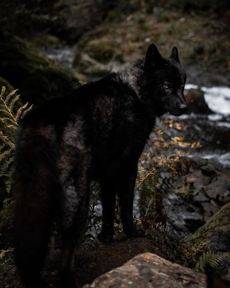 We all know @indyginheart is not capable of anything less than outdoing herself like always 🖤  QUESTION TIME Black Wolfdog, Wolf Photography, Wolf Dog, The Low, She Likes, Black Bear, Wolves, Panther, Dogs