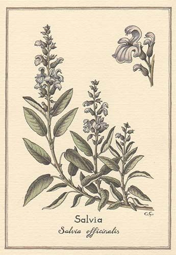 Salvia Salvia Tattoo Flower, Salvia Drawing, Salvia Tattoo, Bird Flower Tattoo, Sage Illustration, Salvia Plants, Flor Tattoo, Tattoo Coverup, Ballet Body