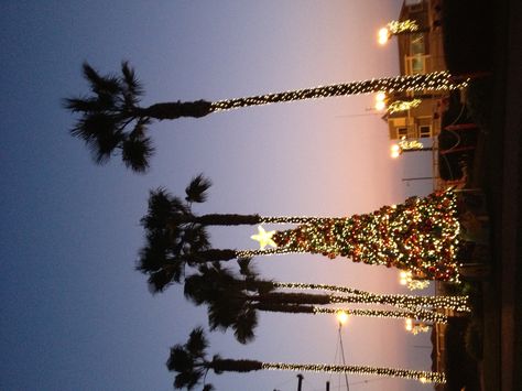 Seal Beach, California~Christmas time California Christmas Aesthetic, Christmas In Los Angeles Aesthetic, Christmas California Aesthetic, California Winter Aesthetic, Winter California Aesthetic, Hawaii Christmas Aesthetic, Florida Winter Aesthetic, Christmas At The Beach Aesthetic, Christmas In California Aesthetic