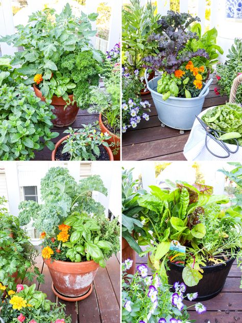 how to grow a kitchen garden in pots - my lovely little lunch box Potted Kitchen Garden, Kitchen Garden In Pots, Herb Garden In A Pot, Container Kitchen Garden, Herb Garden Pots Outdoor, Herb Container Garden Ideas Planters, Pergola Decor Ideas, Floral Arrangements Fall, Witchy Room Aesthetic