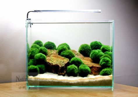 Marimo moss Ball Aquascape. This would make a great beta tank. Marimo Moss Ball Aquarium, Nano Aquascape, Moss Ball Aquarium, Marimo Moss Ball, Marimo Moss, Aquascape Design, Indoor Water Garden, Nano Aquarium, Live Aquarium Plants