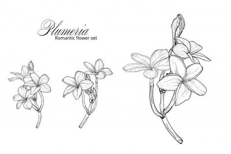 White Jasmine Flower Tattoo, White Plumeria Tattoo, Fragipanni Flower Tattoo, Plumeria Flower Tattoos Black And White, Fragipanni Tattoo, Plumeria Flower Tattoo, White Plumeria Flowers, Flores Plumeria, Embroidery Practice