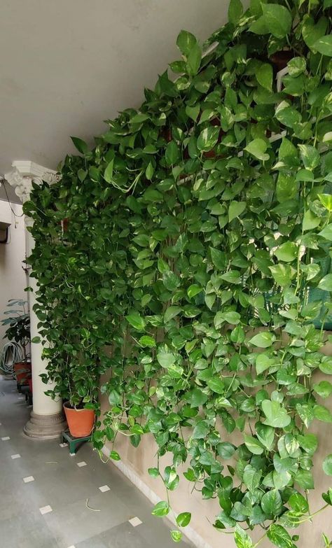 Money Plant Indoor, Wall Hanging Decorations, Indoor Plant Wall, Metal Board, نباتات منزلية, Hanging Plant Wall, Plants Wall, Plants Ideas, Hanging Plants Indoor