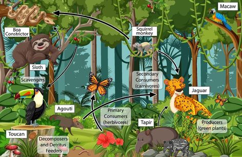 Rainforest Food Web, Rainforest Food Chain, Food Webs Projects, Food Chain Diagram, Art Curriculum Elementary, Rainforest Illustration, Jungle Food, Rainforest Project, Amazon Animals