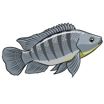 ikan mujair,vektor ikan,ikan kakatua,penangkapan ikan,clipart ikan,logo ikan,ikon ikan,vektor logo ikan,ikan kartun,vektor memancing,pecinta ikan,clipart memancing,gambar kartun,kartun,ikan kecil,satwa,nila,akuatik,vektor kartun,ikan berenang,clipart kecil,renang clipart,ikan,budidaya ikan nila,ternak nila,memancing ikan nila,menjual ikan,ikan nila goreng,bumbu ikan mujair,ikan sungai Ikan Png, Small Clipart, Swimming Clipart, Fish Tilapia, Fish Seasoning, Fish Image, Fish Fried, Fishing Clipart, Fried Tilapia