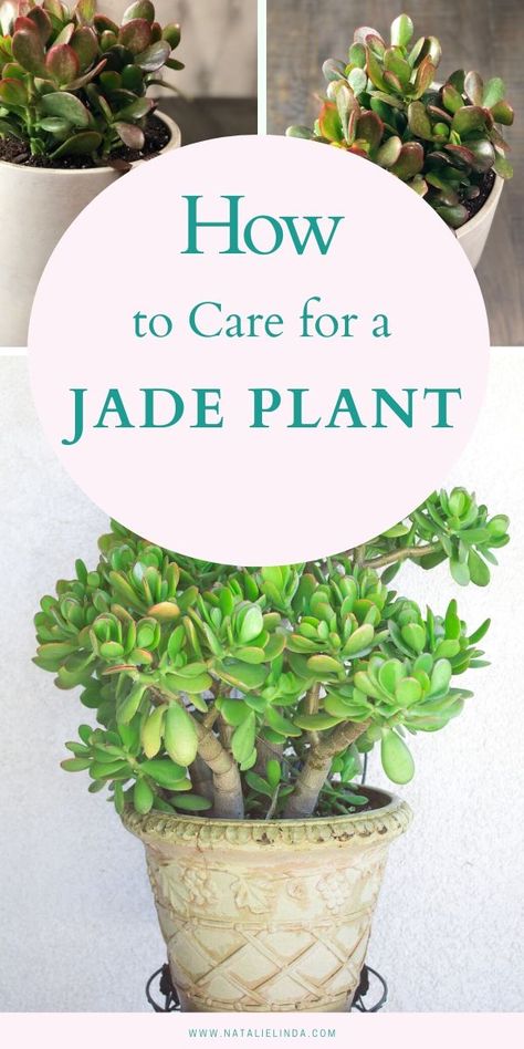 Jade Plant Care, Indoor Gardening Supplies, Jade Succulent, Survival Garden, Container Garden Design, Jade Plant, Plant Care Houseplant, Types Of Succulents, Succulent Soil