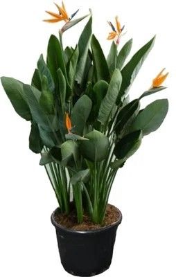 Strelitzia Reginae Strelitzia Reginae, Perennials, Water, Plants