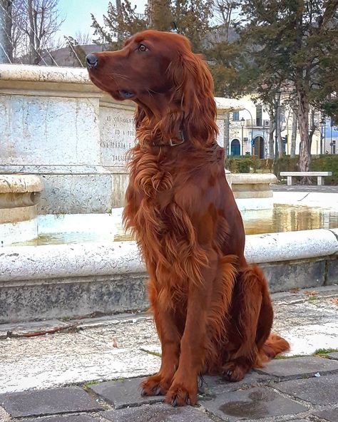 Irish Setter Puppy, Setter Puppies, Irish Red Setter, Irish Setter Dogs, Dog Lady, Pet Bunny, Pretty Dogs, Best Dog Breeds, Irish Setter