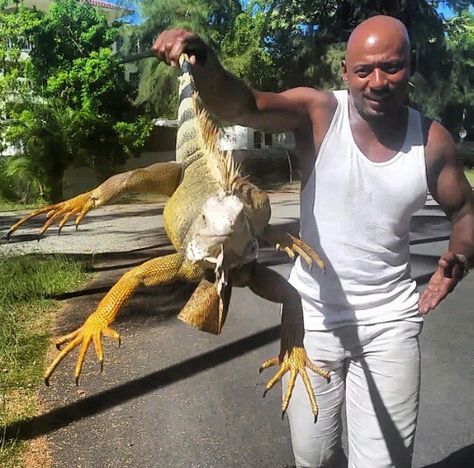 Big ass Iguana Lizards, Animals