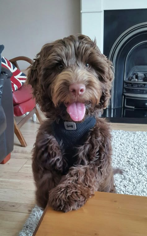 Black Mini Goldendoodle, Labradoodle Full Grown, Brown Goldendoodle, Brown Cockapoo, Brown Labradoodle, Puppy Mom, Cockapoo Puppies, Fluffy Cows, Labradoodle Puppy