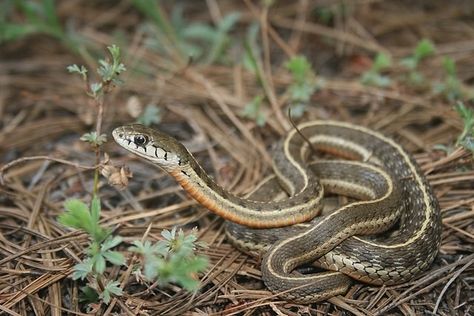 Karmen Aesthetic, Therian Types, Deforestation Poster, Loki Tattoo, Wild Snake, Grass Snake, Garden Snake, Garden Snakes, Backyard Animals