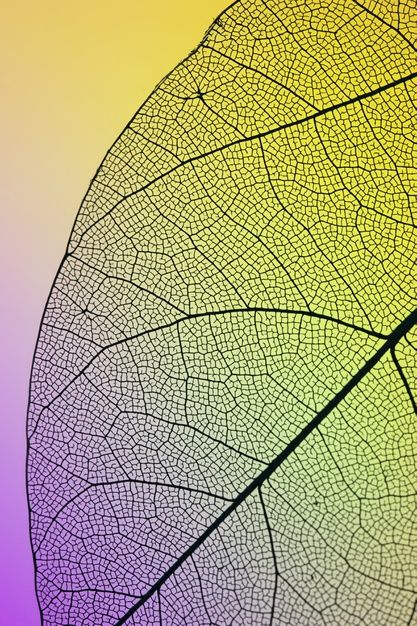 Leaf Texture Pattern, Leaf Close Up, Leafs Aesthetic, Writing Sci Fi, Leaf Aesthetic, Texture Study, Green Autumn, Leaves Changing Color, Nature Leaves