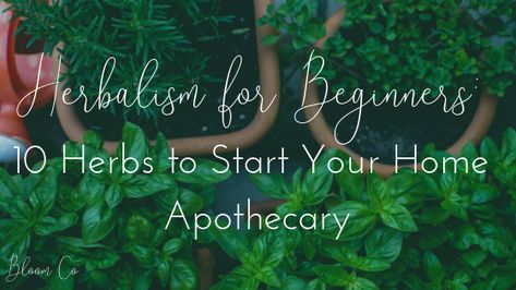 Starting Your Own Apothecary, Botany For Beginners, Home Apothecary Beginner, Apothecary For Beginners, Herbalism For Beginners, Natural Apothecary, Holy Basil Tea, Cramp Remedies, Elderberry Plant