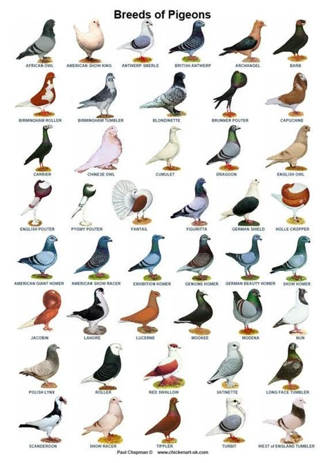 Pigeon Loft Design, Pet Pigeon, Different Types Of Birds, Pigeon Pictures, Bird Breeds, Homing Pigeons, Pigeon Loft, Pigeon Breeds, Racing Pigeons