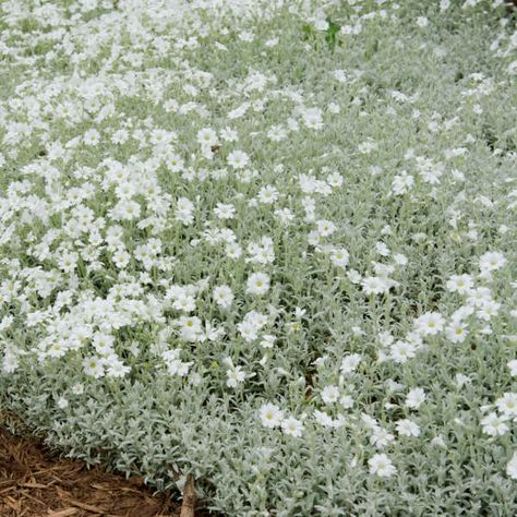 Cerastium tomentosum 'Yo Yo' | Walters Gardens, Inc. Cerastium Tomentosum, Blue Oat Grass, Licorice Plant, Stachys Byzantina, Japanese Painted Fern, Island Garden, Easy Perennials, Silver Plant, Drought Tolerant Perennials