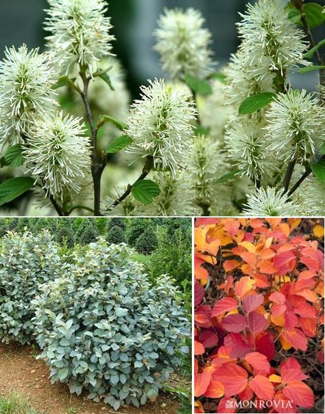 C Blue Mist Fothergilla (Fotherqilla gardenii ‘Blue Mist’) (1) Zones 5-8. Honey-scented white blooms, bluish foliage. 4’ tall Fothergilla Blue Shadow, Fothergilla Gardenii, Fence Plants, Weeping Willow, Zone 5, Patio Landscaping, Native Garden, Woodland Garden, Garden Landscape Design