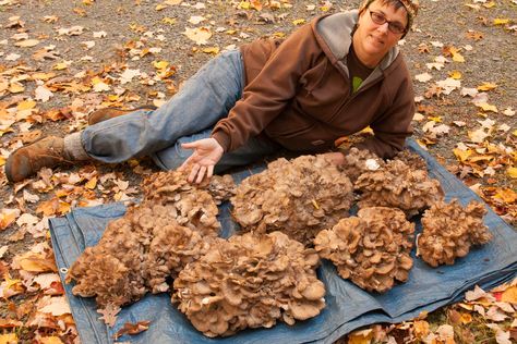 Hen of the Woods: a Great Beginner's Mushroom Hen Of The Woods Recipe, Woods Tattoo, Hen Of The Woods, Wild Mushroom Recipes, Edible Wild Mushrooms, Mushroom Guide, Growing Mushrooms At Home, Wild Foraging, Chicken Of The Woods