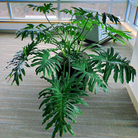 A very happy Philodendron Selloum in one of our clients spaces in Manchester, NH! 😍🌿
Our horticultural tech Lauren has been taking care of this beautiful plant for a few weeks now, and with her service and care, it’s thriving! Thank you for your hardwork Lauren! 🌱
#plants #indoorplants #philodendron #philodendronselloum Philodendron Selloum, Best Office Plants, Manchester Nh, Interior Plants, Office Plants, Very Happy, Indoor Plants, Manchester, Plants