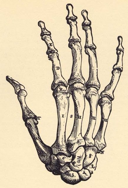 hand anatomy bones Anatomy Bones, Skeleton Drawings, Skeleton Art, A Skeleton, Skeleton Hand, Anatomy Drawing, Scientific Illustration, Anatomy Art, Human Anatomy