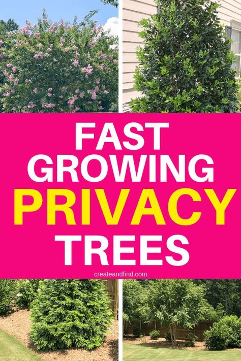 Fast Growing Privacy Trees Privacy Trees Fast Growing, Plants For Privacy, Gorgeous Trees, Green Giant Arborvitae, Growing Trees, Privacy Trees, Backyard Trees, Privacy Plants, Privacy Landscaping