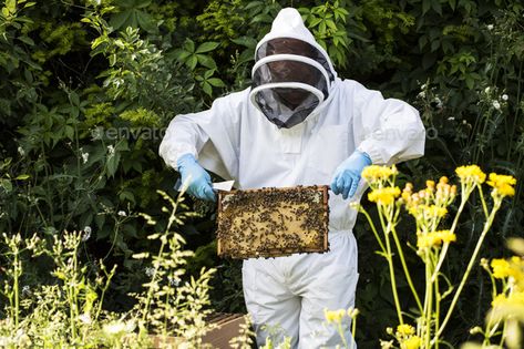 Beekeper wearing protective suit at work, inspecting wooden beehive. by Mint_Images. Beekeper wearing protective suit at work, inspecting wooden beehive. #Sponsored #protective, #suit, #Beekeper, #wearing Beekeeping Suit, The Hives, Bee Suit, At Work, Suits For Sale, Bee Keeping, Bee Hive, Media Marketing, Bee