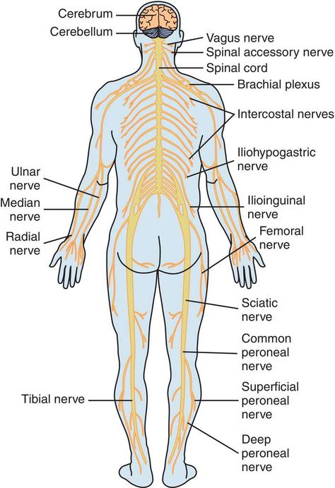 Nervous System Pictures, Nervous System Anatomy Drawing, Division Of Nervous System, Nervous System Drawing, Leaf Knitting Pattern, Nervous System Anatomy, Radial Nerve, Body Study, Brain Anatomy