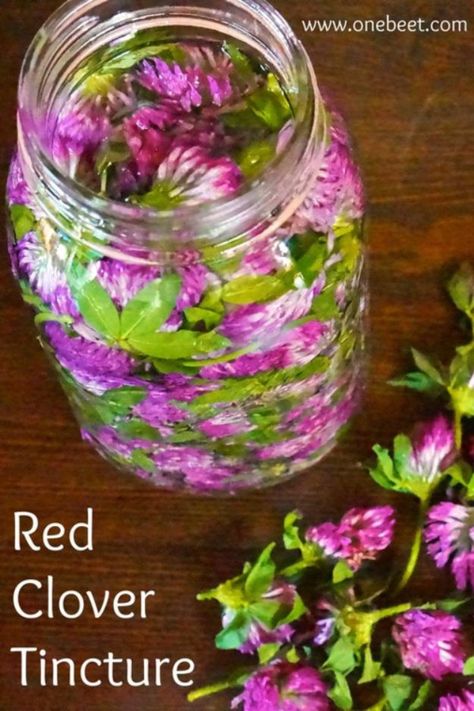 Red Clover Tincture, Magic Flower, Herbal Remedies Recipes, Medicinal Herbs Garden, Edible Wild Plants, Healing Remedies, Red Clover, Herbal Tinctures, Herbal Recipes