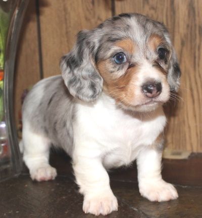 Mini Daschund Puppy, Long Haired Dachshund Puppies, Mini Daschund, Dapple Dachshund Miniature, Mini Long Haired Dachshund, Dachshund Facts, Piebald Dachshund, Longhaired Dachshund, Long Haired Miniature Dachshund