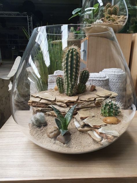 Glass Jar Diy, Cactus Ideas, Mini Desert, Mini Cactus Garden, Planter Arrangements, Terrarium Centerpiece, Indoor Fairy Gardens, Cactus Terrarium, Garden Cactus