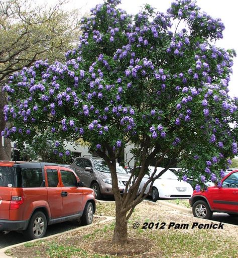 Best-smelling tree in Texas: Sophora secundiflora        Texas mountain laurel Texas Mountain Laurel, Texas Landscaping, Texas Plants, Trees For Front Yard, Laurel Tree, Jacaranda Tree, Mountain Laurel, Desert Garden, Pollinator Garden