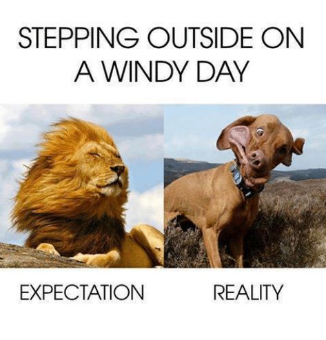 Windy Day Humor, Weather Memes, Expectation Reality, Saturday Weekend, Windy Weather, Minions Quotes, Funny Posters, Windy Day, Greatest Songs