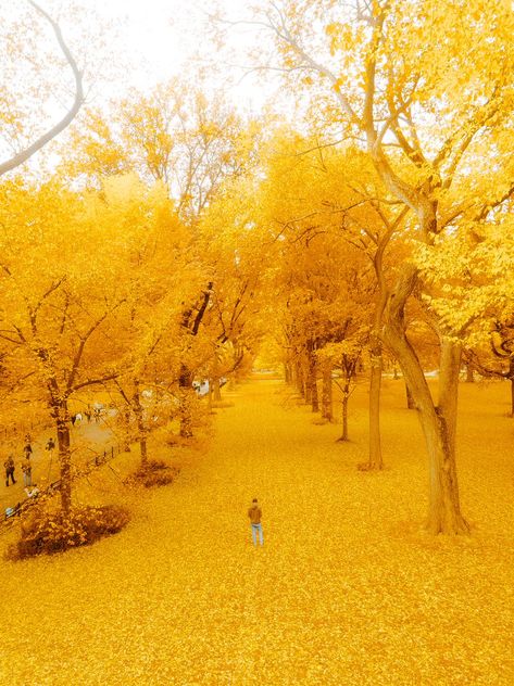 Yellow Spring Road, Yellow Place Aesthetic, Yellow Spring Road Japan, Yellow Nature Aesthetic, Fringe 2023, Yellow Scenery, Manifesting Travel, Cube Car, Yellow Landscape