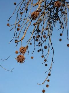 little*big*harvest: I Never Knew That! --Sweetgum Balls Sweet Gum Tree Crafts, Sweetgum Balls, Cones Diy, Twig Crafts, Gum Trees, Seed Balls, Sweet Gum, Beaded Spiders, Curious Kids