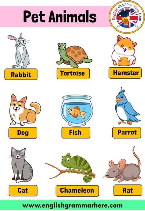 English Pet Animals Names, Definition and Example Sentences Pet Animals Names In this lesson we will examine the topic of pet animal names. Animals can be divided into wild and domesticated animals. Animals that grow in nature and obtain their own food are wild animals. But among the wild animals are animals raised by humans, kept away from the natural habitat and tame. So in short, there are those who can be tamed from wild animals. Animals that are fed by human beings, have learned to live ... Animals Name In English, English Activities For Kids, Animal Flashcards, Animal Worksheets, Learning English For Kids, English Worksheets For Kids, Flashcards For Kids, Kids English, English Activities