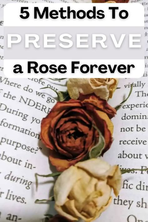 Preserve a Rose Forever: air dry, use glycerin, press, silica gel, or sand. Follow these methods to keep your beautiful roses intact for years to come. How To Save Real Flowers Forever, How To Display Dried Roses, How To Dry Out Roses, Resin Art With Dried Flowers, Best Way To Dry Roses, How To Keep Dried Flowers, How To Dry Roses Diy, How To Persevere Roses, How To Save A Rose Forever