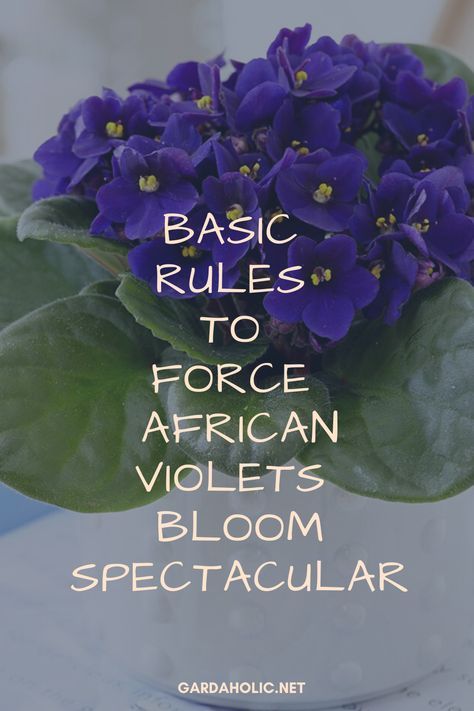 How To Propagate African Violets, African Violet Terrarium, Africa Violets, African Violet Care, A Lot Of Flowers, African Violet Pots, African Violets Plants, Inside Garden, Violet Plant