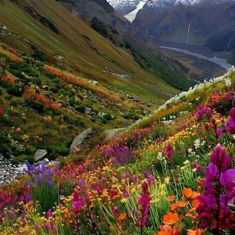 UNESCO WORLD HERITAGE SITE - VALLEY OF FLOWERS NATIONAL PARK 🏞️ - 📍 Chamoli, Uttarakhand, India🇮🇳 Chamoli Uttarakhand, Valley Of Flowers Uttarakhand, Valley Of Flowers, Unique Flower, Unique Flowers, July 4, Unesco World Heritage Site, Unesco World Heritage, Heritage Site