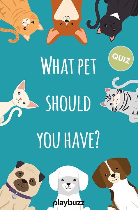 What pet should you have? This is an important question about your next pet! What Pet Should I Get, Ask Your Friends What Animal You Are, Personality Quizzes For Kids, Which Dog Are You, My Pet Dog Essay, Dog Quizzes, What Dog Should I Get Quiz, Dog Quiz, Quizzes For Kids