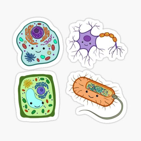 A combination of all four cells from my very first series! Here you have an animal cell, plant cell, neuron, and prokaryotic cell! • Millions of unique designs by independent artists. Find your thing. Biology Drawing, Cell Design, Prokaryotic Cell, Medical Stickers, خريطة ذهنية, Science Stickers, Biology Art, Animal Cell, Medicine Student