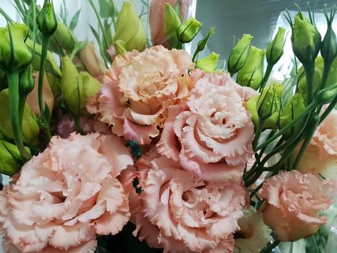 Lisianthus ‘Peach’ Antique Peach Lisianthus, Lisianthus Peach, Lisianthus Bouquet, Iris Bouquet, Nice Flowers, Bouquet Ideas, Greek Wedding, Light Peach, Wedding Florals