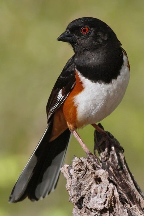 Towhee Bird, Eastern Towhee, Tallgrass Prairie, Bird Sketch, Winter Plants, Bird Quilt, Bird Cards, Backyard Birds, Bird Photo