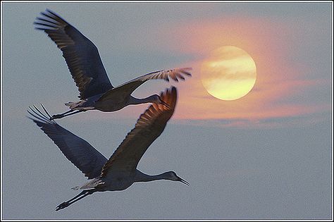 Aesthetic Cute Wallpaper, Tattoo Crane, Crane Paper, Crane Wallpaper, Crane Drawing, Beak Mask, Wallpaper Birds, Cranes In The Sky, Whooping Crane