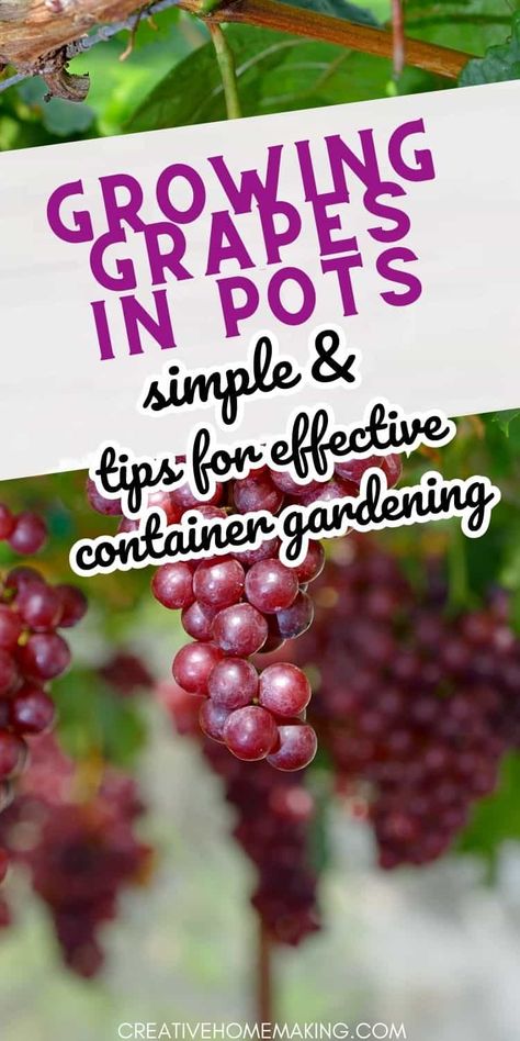 Grapes Planting Ideas, Growing Wine Grapes, Grow Grapes, Grapevine Growing, Grape Tree, Grape Plant, Grape Harvest, Fruit Bushes, Growing Fruit Trees