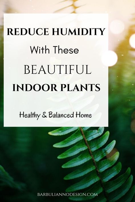 Bathroom Plants No Sunlight, Bathroom Plants Low Light, Natural Dehumidifier, Best Houseplants, Room Vibes, Boston Fern, Spider Plant, English Ivy, Retro Living Rooms