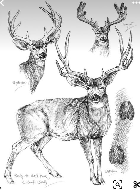 Animal Drawings Colored Pencil, Whitetail Deer Drawing, Deer Drawing Reference, Warrior Cat Oc Art, College Doodles, Deer Person, Deer Anatomy, Reindeer Sketch, Natural Sketch