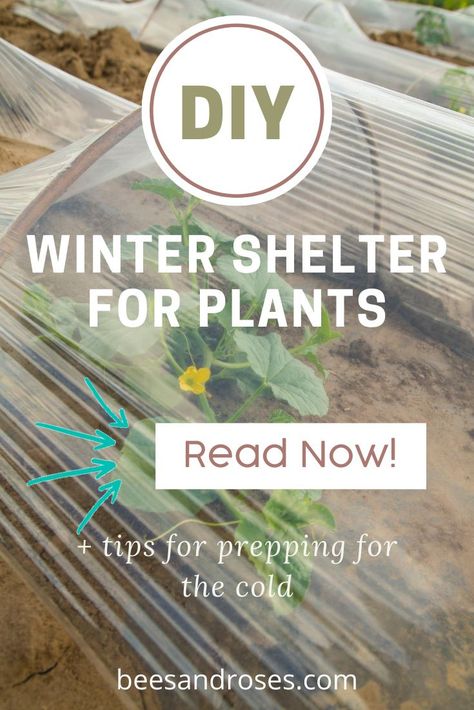 Protect Your Plants from wind, rain, cold, frost and snow with these easy to make DIY plant shelters. Don't leave your plants out in the harsh elements. Baby it's cold out there, so help out your plants. #gardens #gardeningtips #plants #plantshelter #beesandrosesblog Protect Plants From Frost, Frozen Diy, Easy Diy Ideas, Winter Gardening, Mini Greenhouse, Garden Images, Healthy Garden, Cold Frame, Winter Drinks