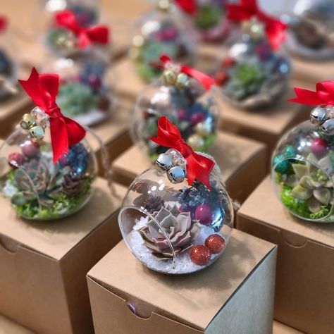 Christmas Air Plant Ideas, Air Plant Christmas Ornaments, Christmas Plants Decorations, Christmas Succulents Gift, Christmas Succulent Ideas, Christmas Greenery Decor, Succulent Christmas, Christmas Souvenir, Plant Workshop