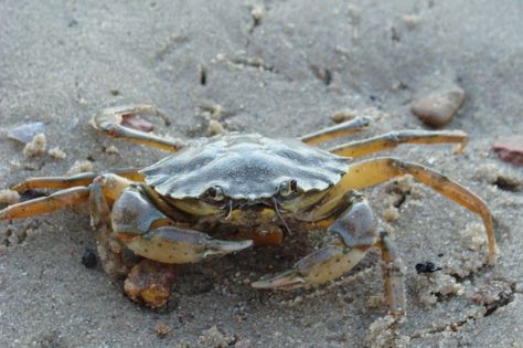 Blue Mussel, Crab And Lobster, Monterey Bay Aquarium, Underwater Creatures, Invasive Species, Monterey Bay, Crustaceans, Rock Pools, Animal Behavior