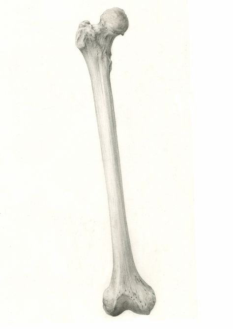 Human femur. By timwidden.co.uk Femur Tattoo, Bones Drawing, Forensic Artist, Bone Drawing, Fox Bones, Human Body Organs, Skeleton Anatomy, Age Progression, Dark Windows