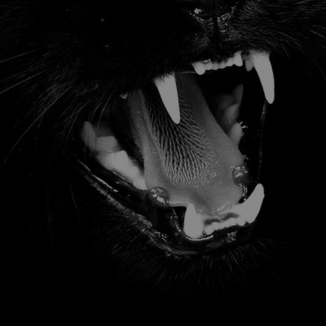 Black And White Inspiration, White Inspiration, Photography Animals, A Black Cat, Best Photography, In The Dark, Black Cat, Black And White, Photography